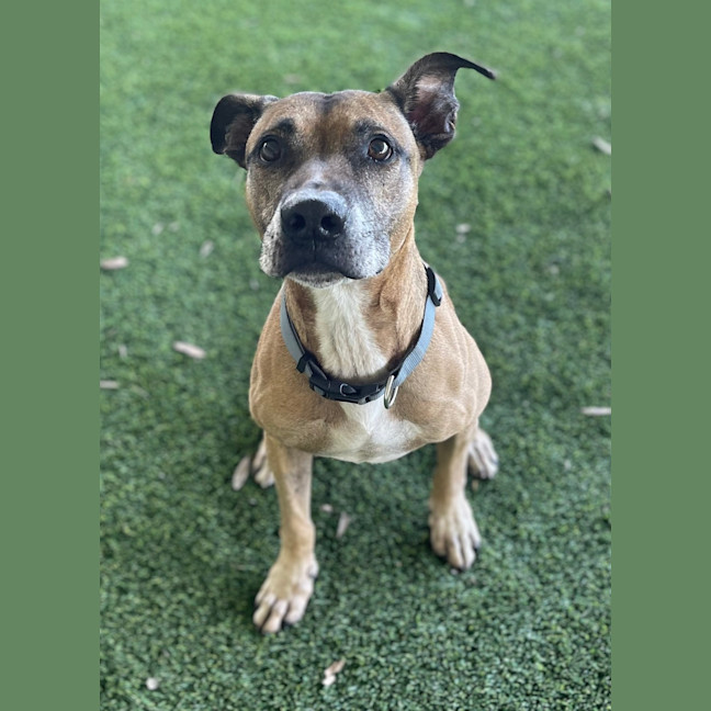 Photo of Diesel