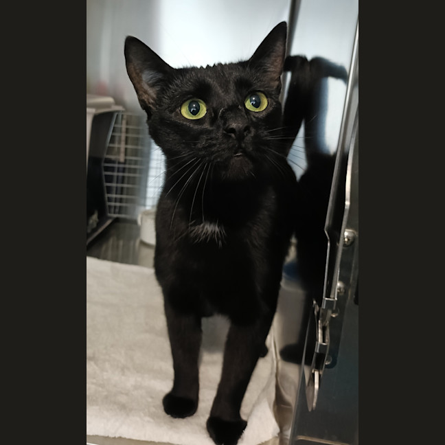 Photo of Nova