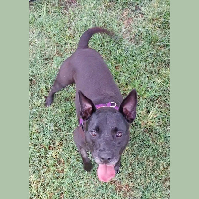 Photo of Petal