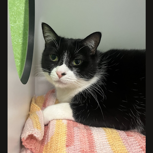 Photo of Peppy (Bonded With Ivy)