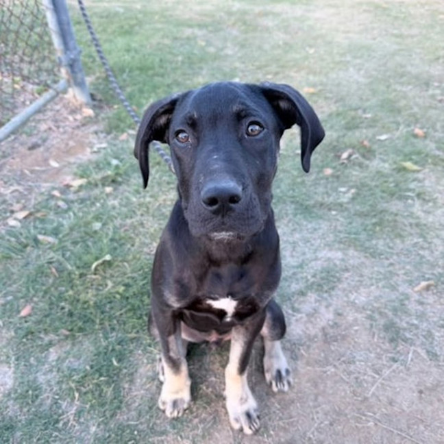 Photo of Atlas 