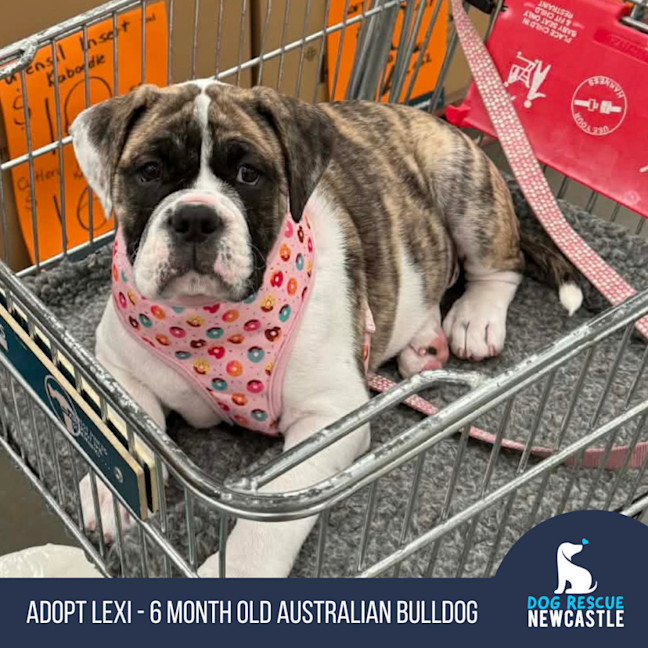Photo of Lexi   6 Month Old Australian Bulldog