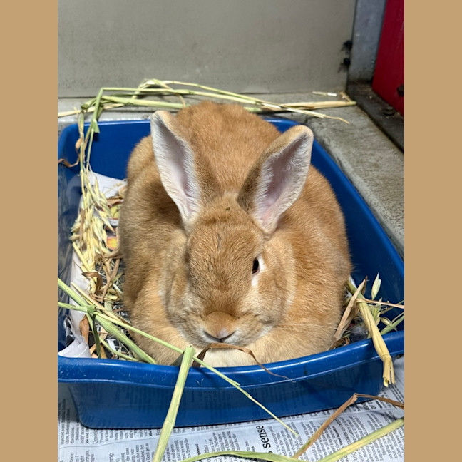 Photo of Mango