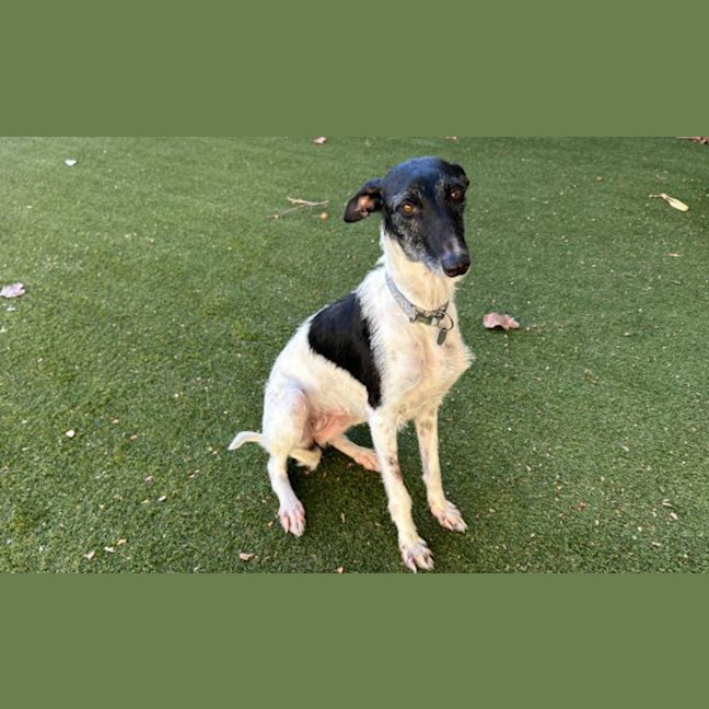 Photo of Lily