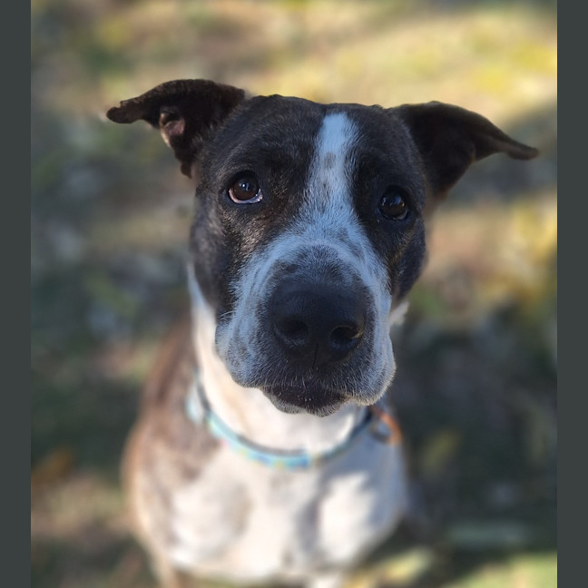 Photo of Lady