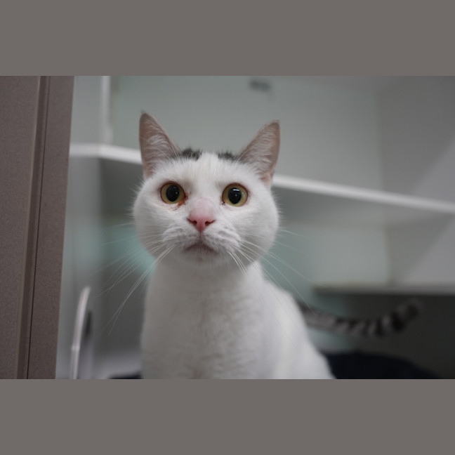Photo of Pickle