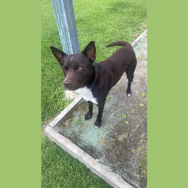Photo of Baxter