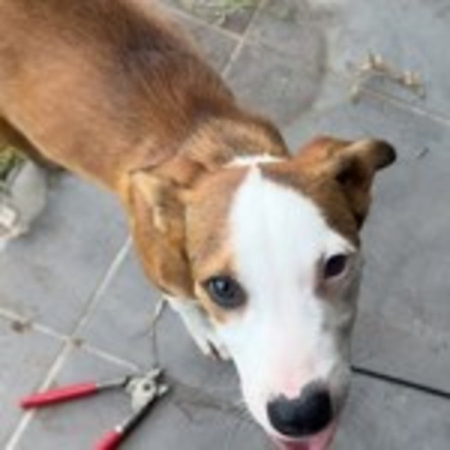 Photo of Turbo