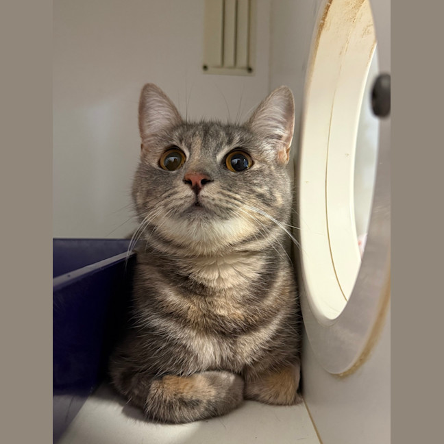 Photo of Smitten