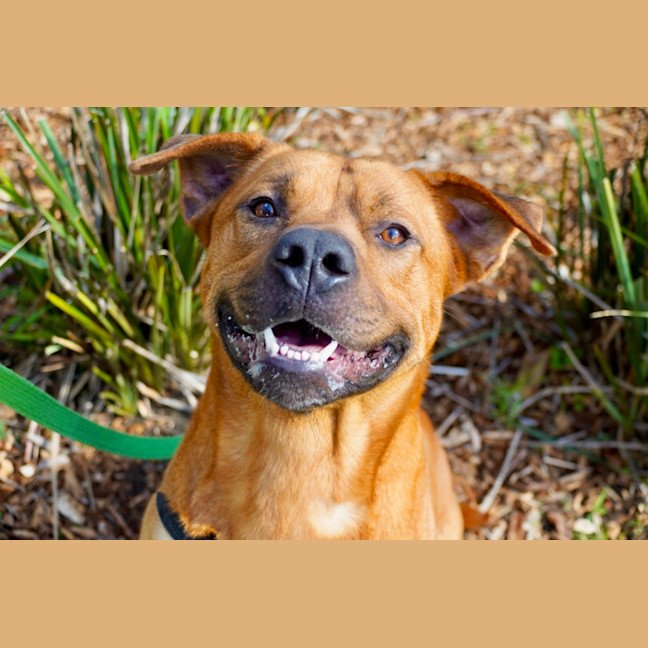 Photo of Smiley