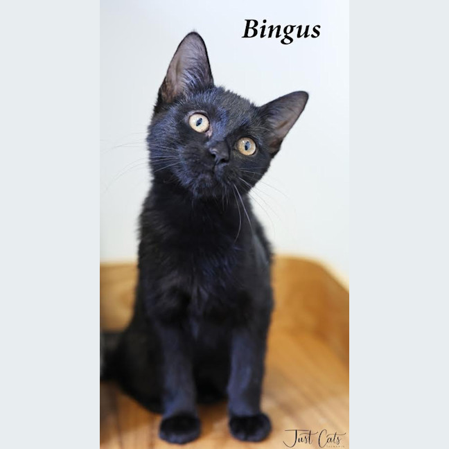 Photo of Bingus