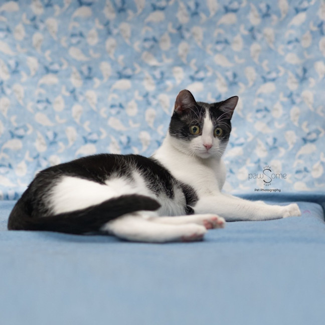 Photo of Felix **2nd Chance Cat Rescue**