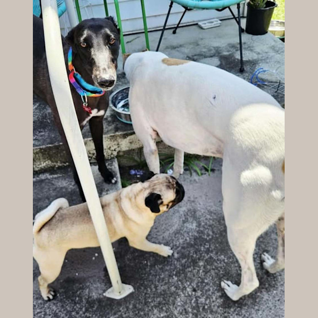 Photo of Freda, The Greyhound