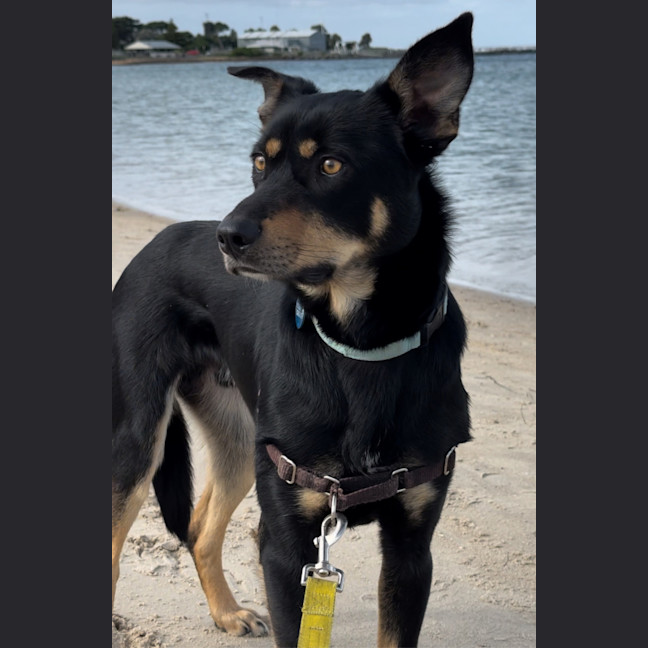 Photo of Alfalfa (Alfie)