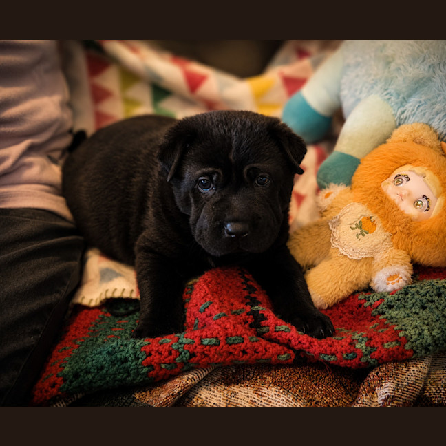 Photo of Flint