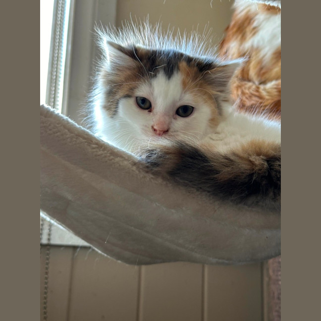 Photo of Cotton Socks