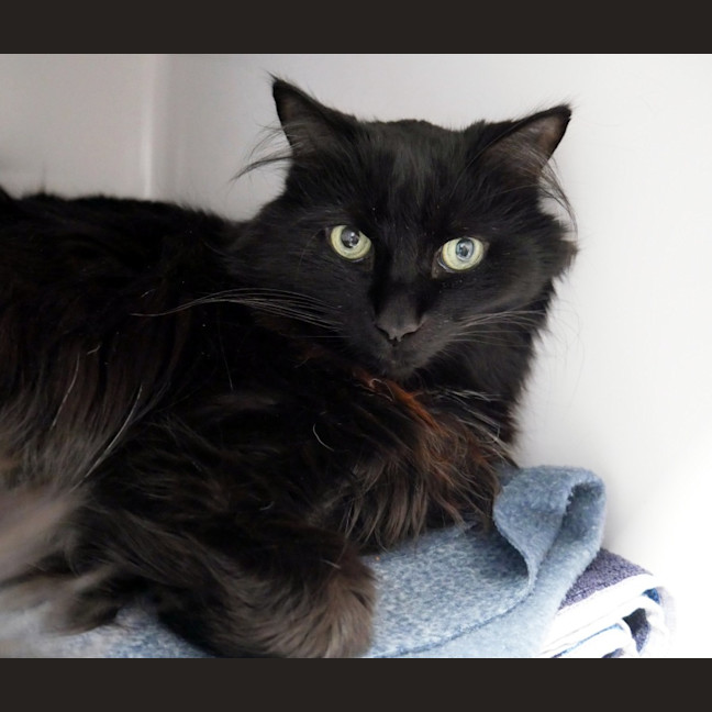 Photo of Charcoal & Zephur