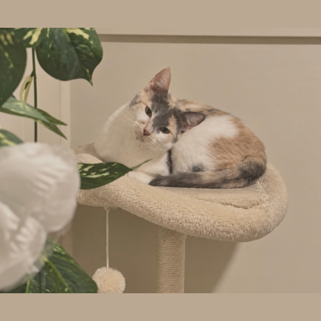 Photo of Lily 