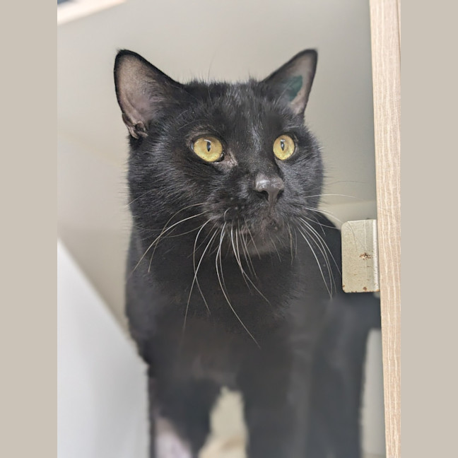 Photo of 🕶 Panther 6327 🕶