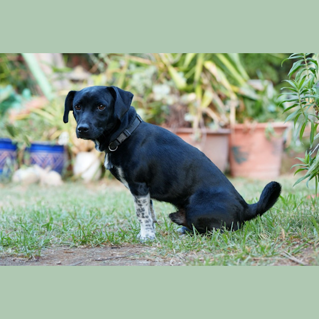 Photo of Dexter