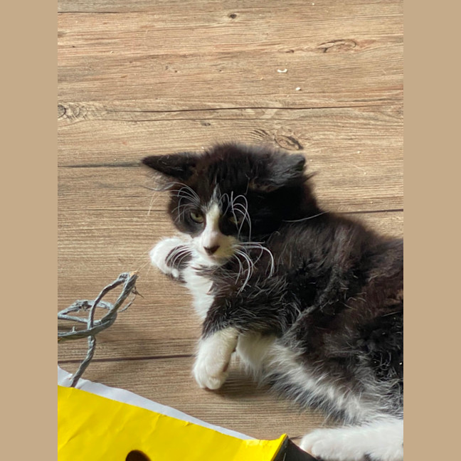 Photo of Charming Meet Me At Pet Stock Chelsea