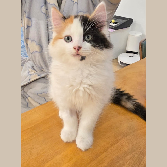 Photo of Bingo