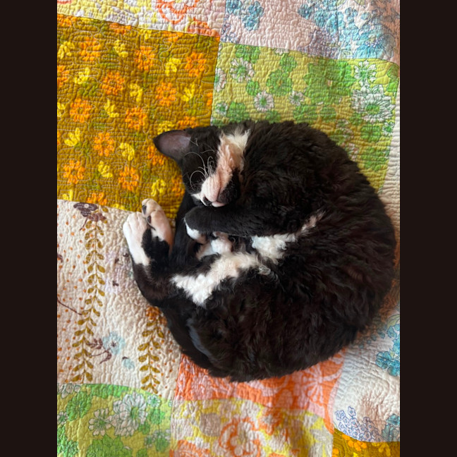 Photo of Kitty Cat
