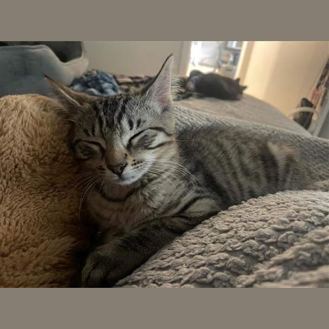 Photo of Blitzen 🦌