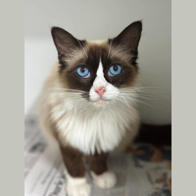 Photo of Mochi
