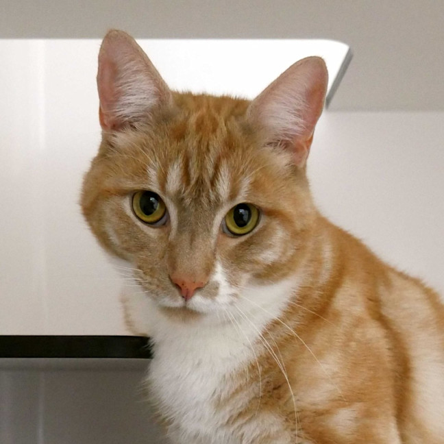 Photo of Gizmo Rsua010868