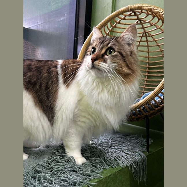 Photo of Twiggy (Bonded To Ziggy)