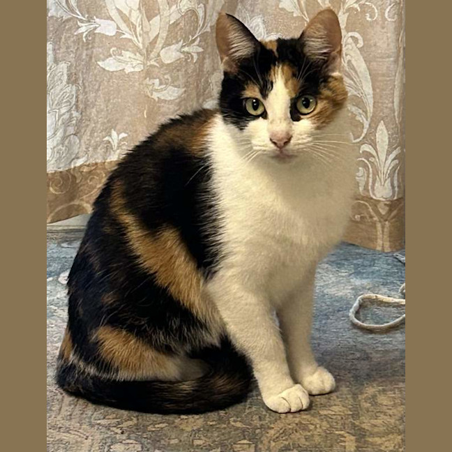 Photo of Callie
