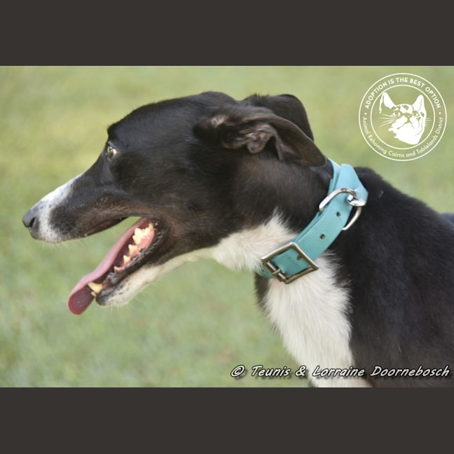 Photo of Logie (Balfe Street Boy)