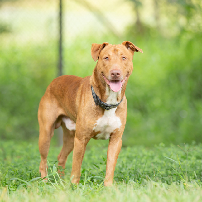 Photo of Tank