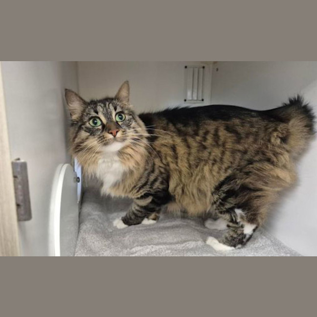 Photo of Kitty