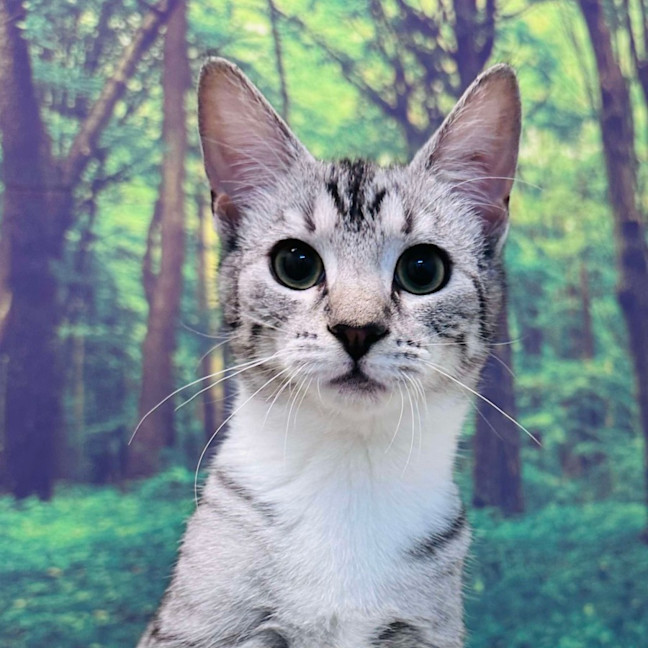 Photo of Fuji   Located In Endeavour Hills