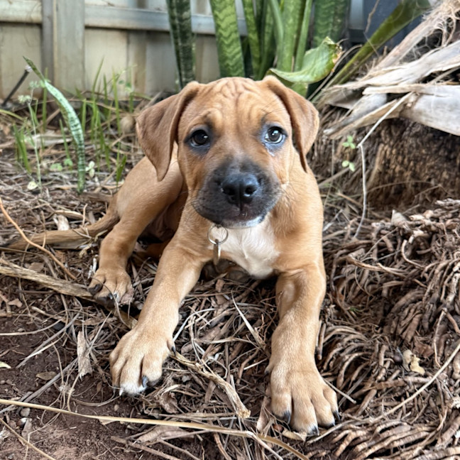 Photo of Huxley