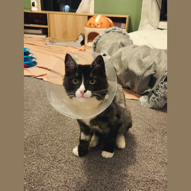 Photo of Cassiopeia (Was Truffle)