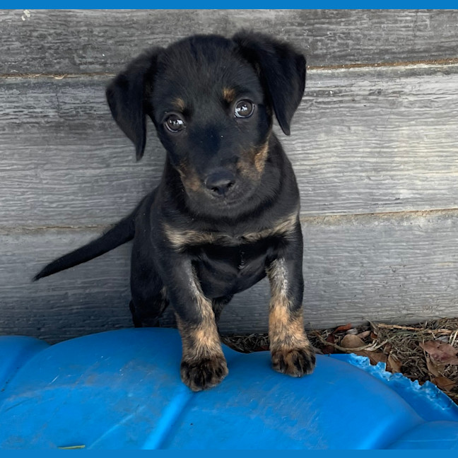 Photo of Biscuit