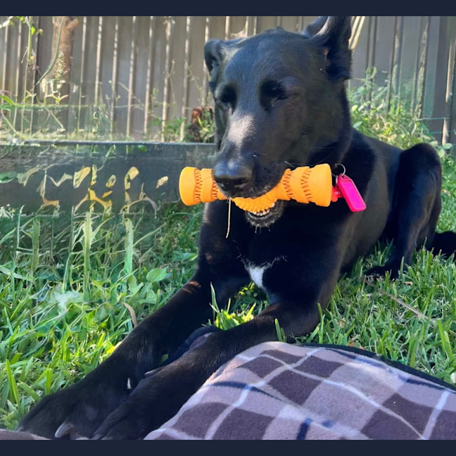 Photo of Indigo