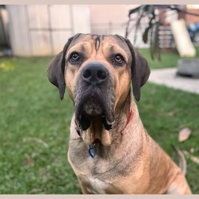 Photo of Marmalade *$350 Adoption Fee*