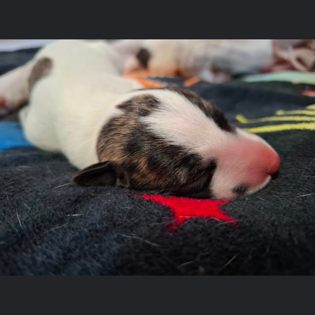 Photo of Karma   Greyhound Boy