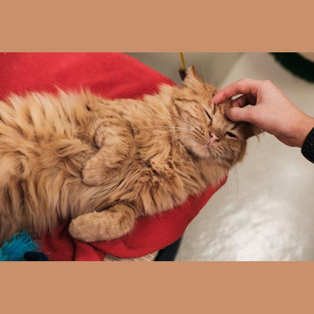 Photo of Gaston Quinnell