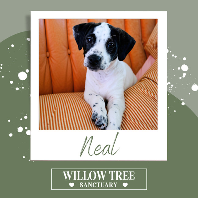 Photo of Neal