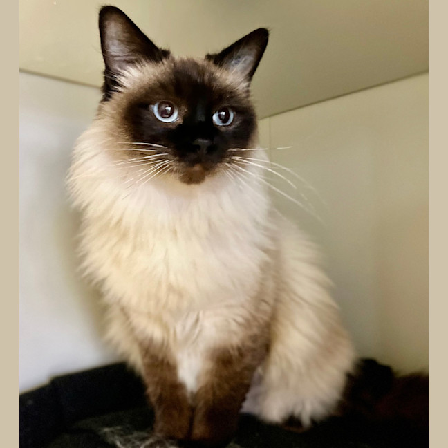 Photo of Tikki