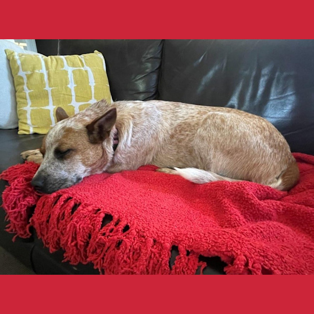 Photo of Nala Jablonksi