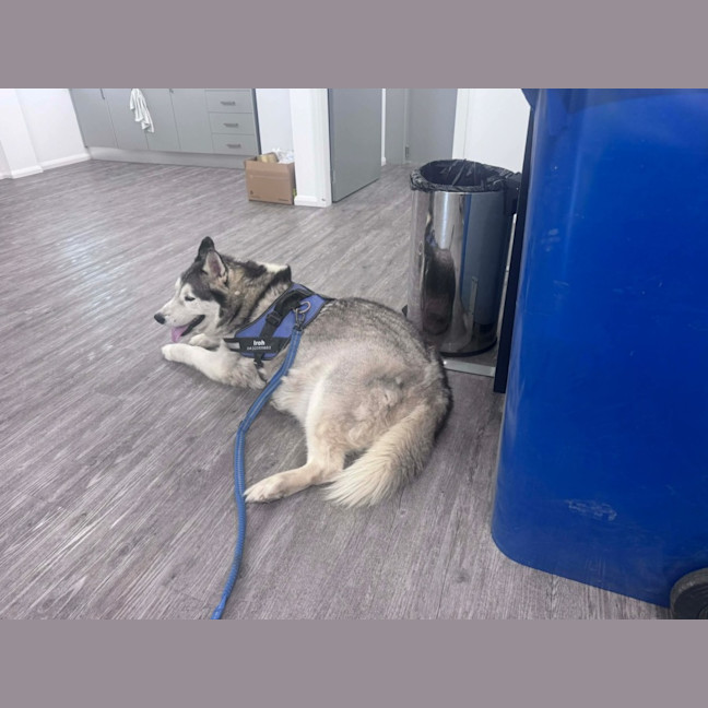 Photo of Iroh 
