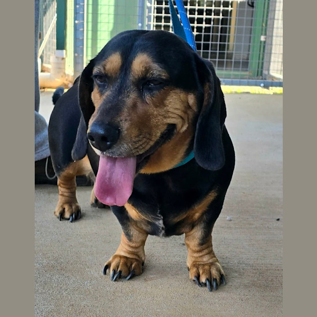 Photo of Buddy