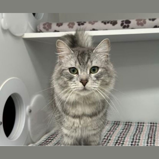 Photo of Nimbus