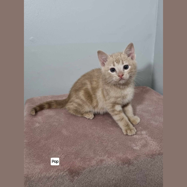 Photo of Snap, Crackle & Pop